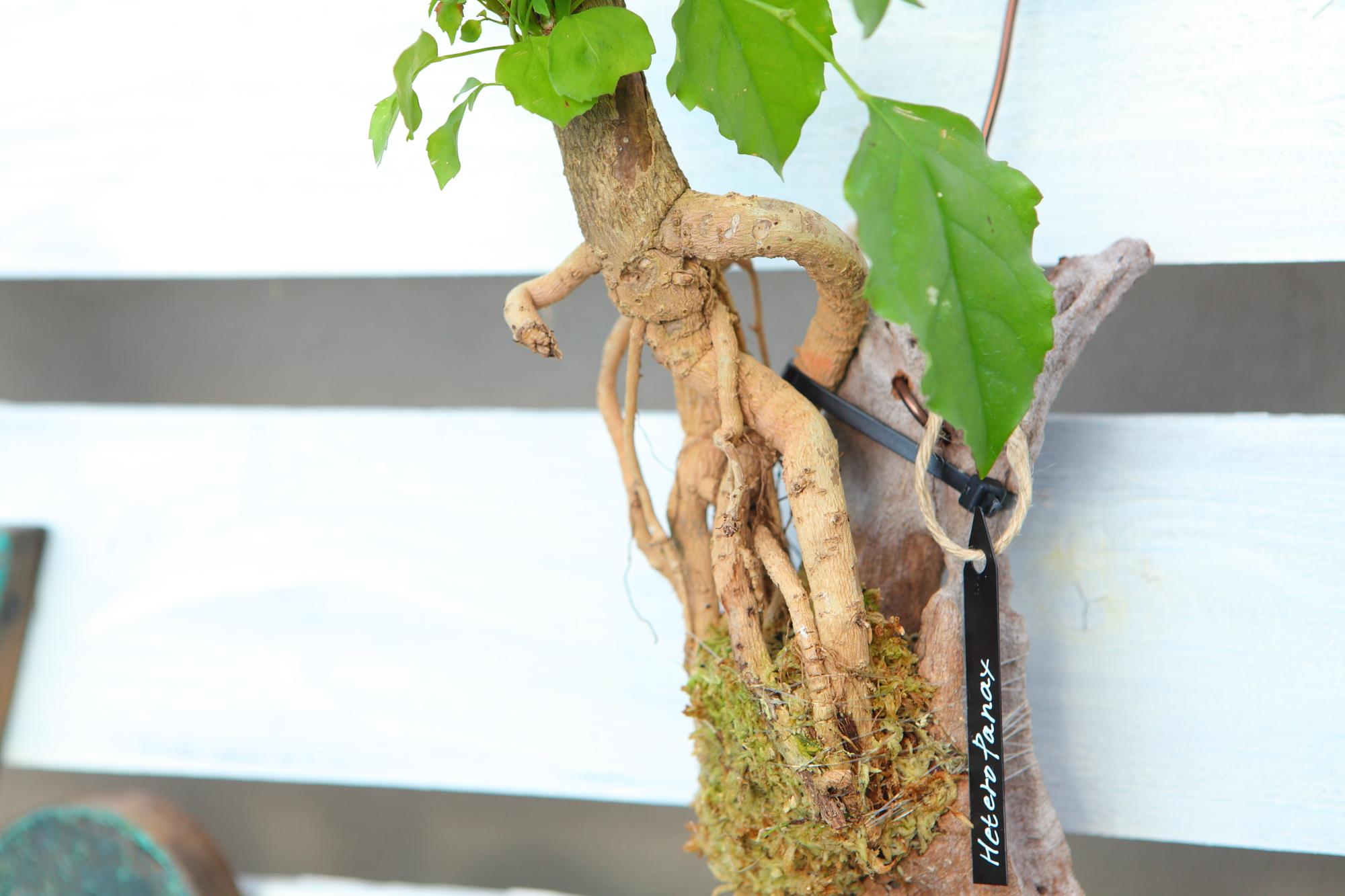 【HeteroPanax】　ヘテロパナックス　流木付け　Ｊ107 | 8枚目