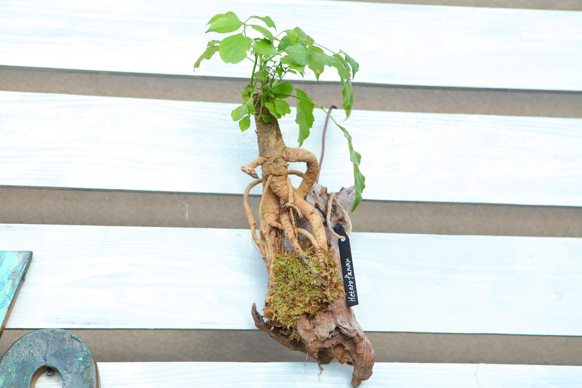 【HeteroPanax】　ヘテロパナックス　流木付け　Ｊ107 | 9枚目