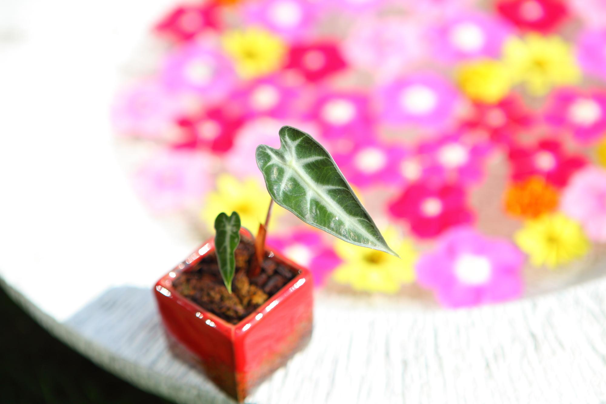 【Alocasia ‘Bambino】鉢付　アロカシア バンビーノＪ110