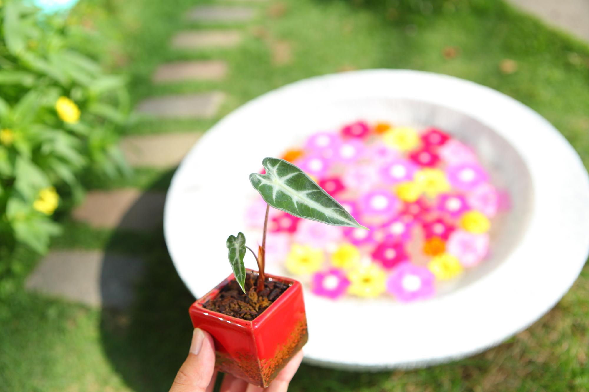 【Alocasia ‘Bambino】鉢付　アロカシア バンビーノＪ110 | 2枚目