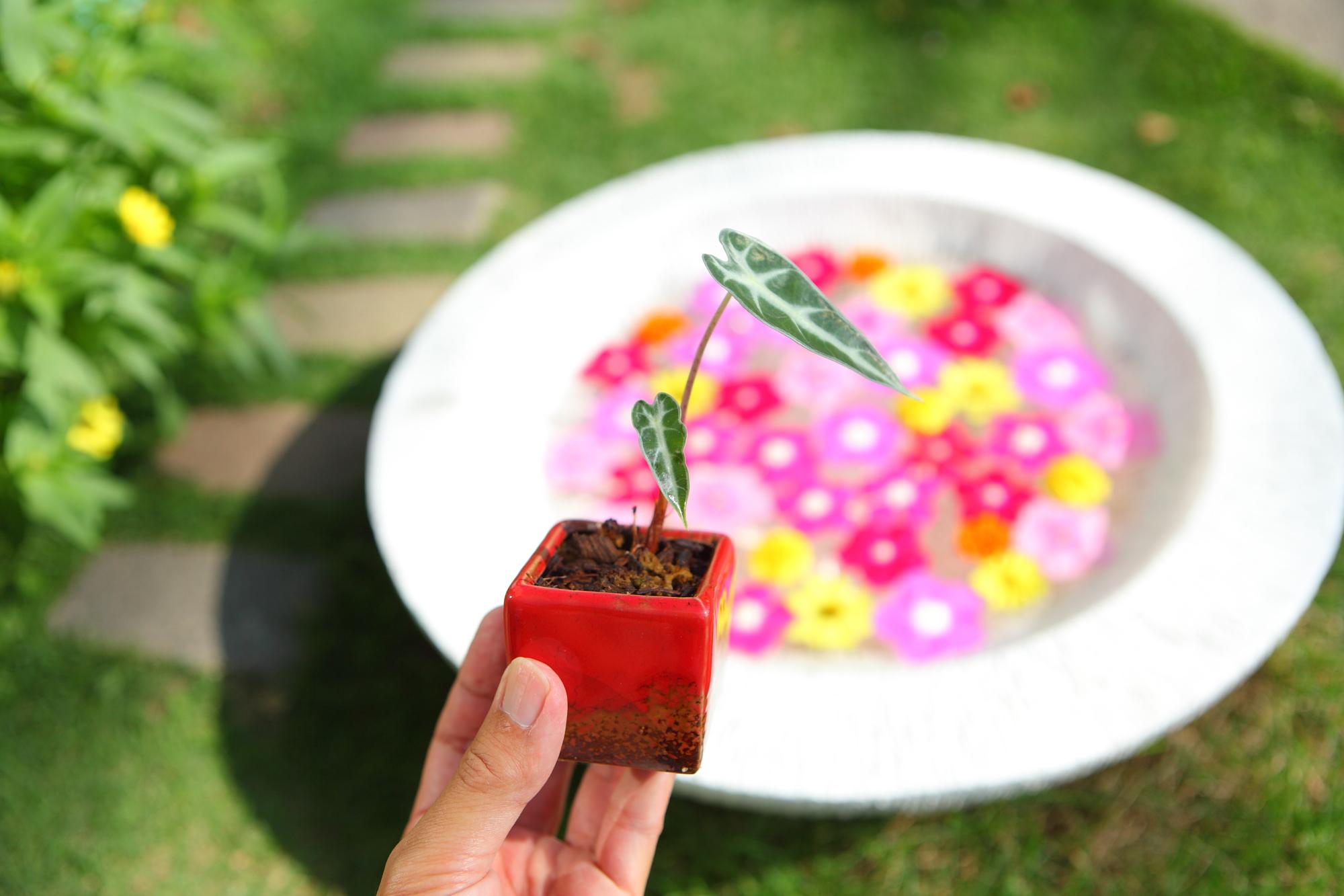 【Alocasia ‘Bambino】鉢付　アロカシア バンビーノＪ110 | 3枚目