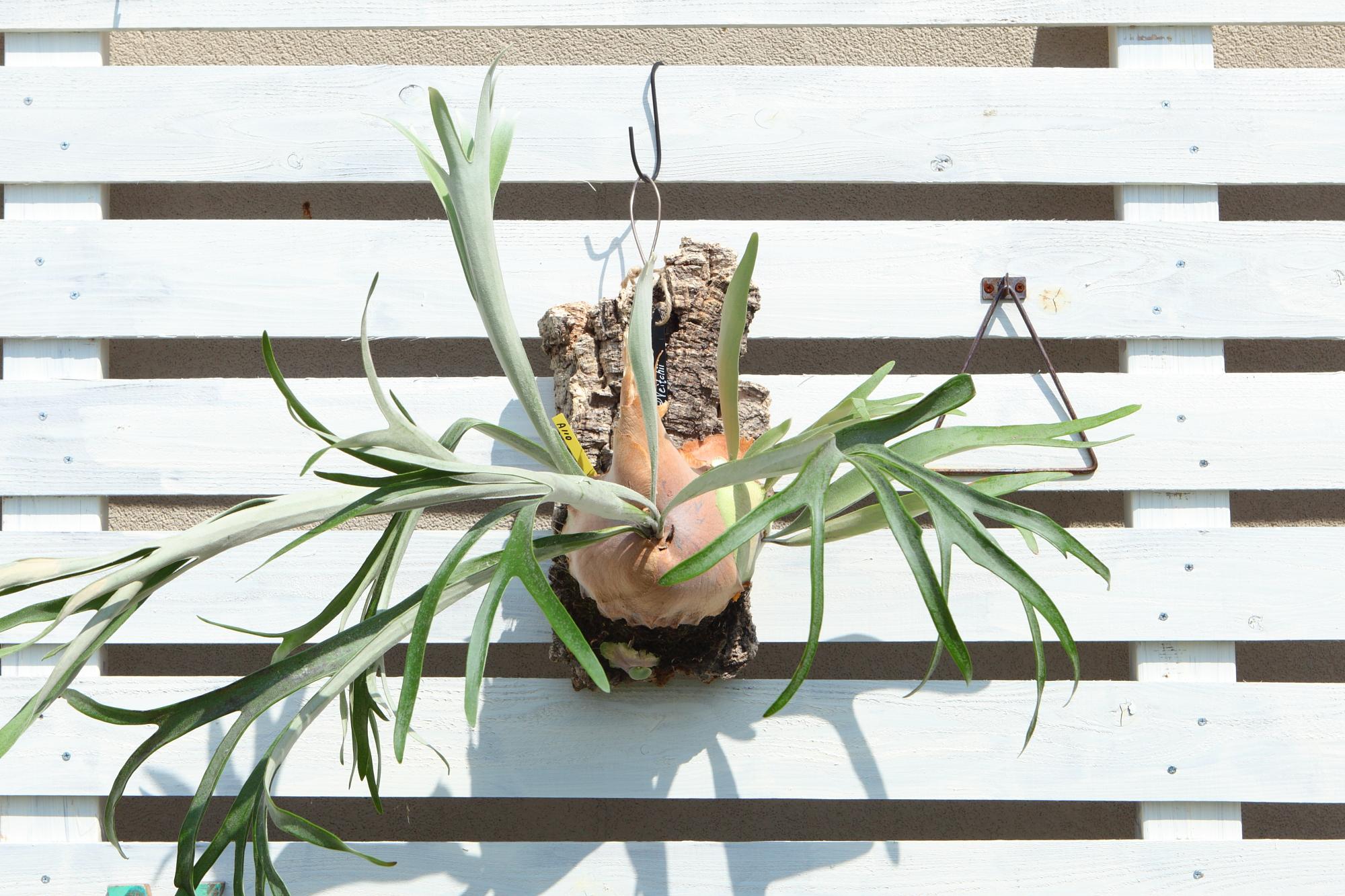 特大【P. Veitchii 】ビカクシダ ビーチー  ベイチー　コルク付　No.A110