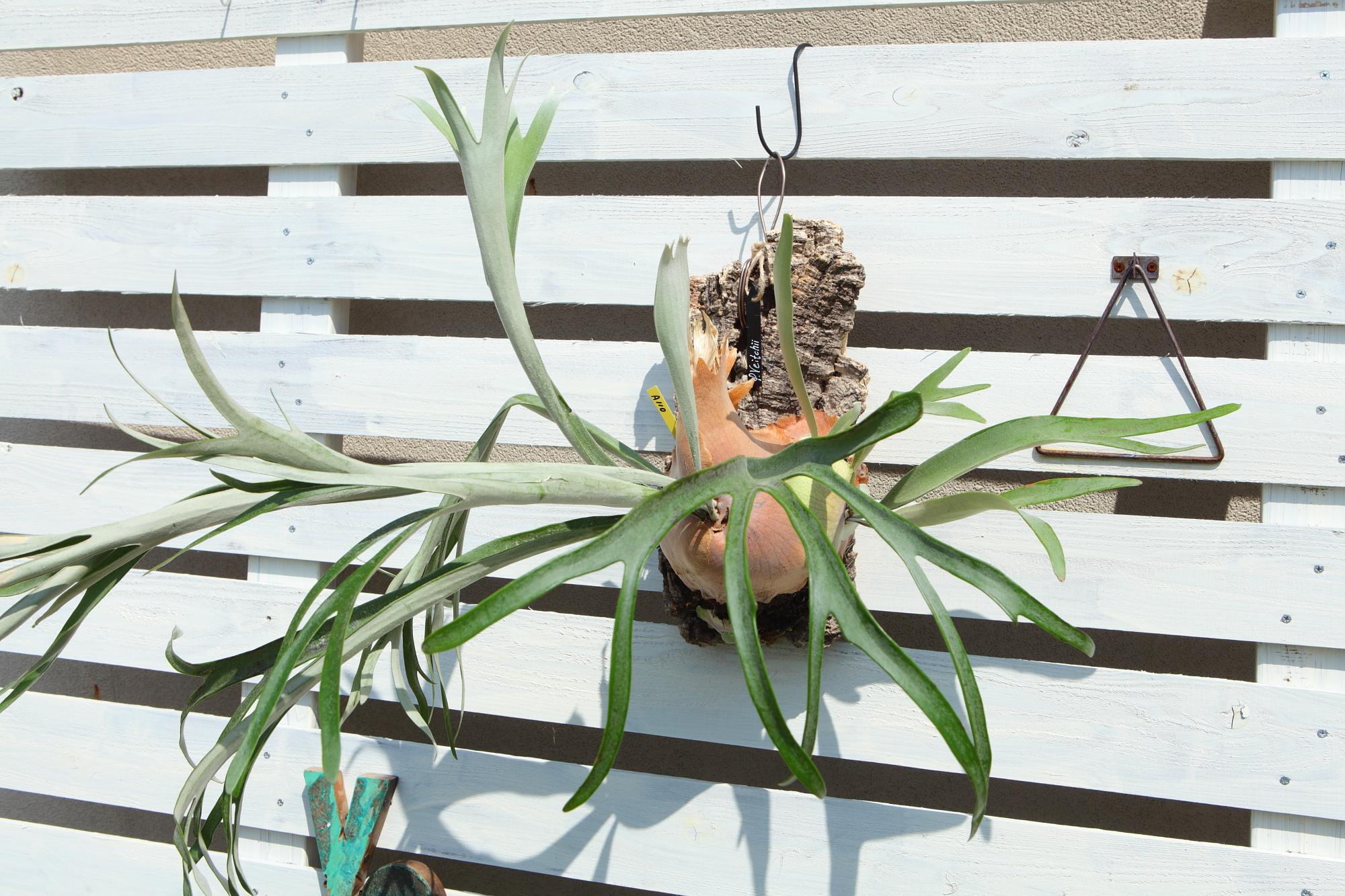 特大【P. Veitchii 】ビカクシダ ビーチー  ベイチー　コルク付　No.A110 | 2枚目