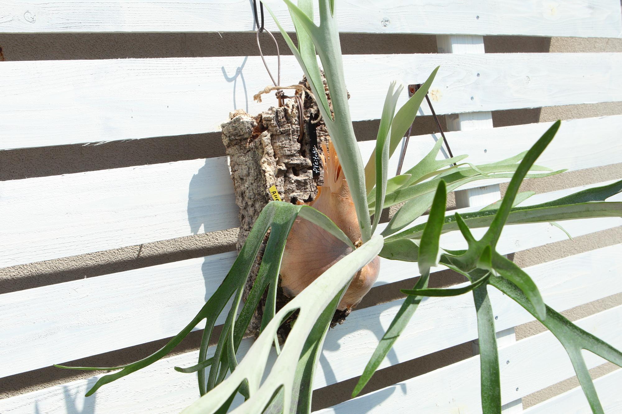 特大【P. Veitchii 】ビカクシダ ビーチー  ベイチー　コルク付　No.A110 | 3枚目