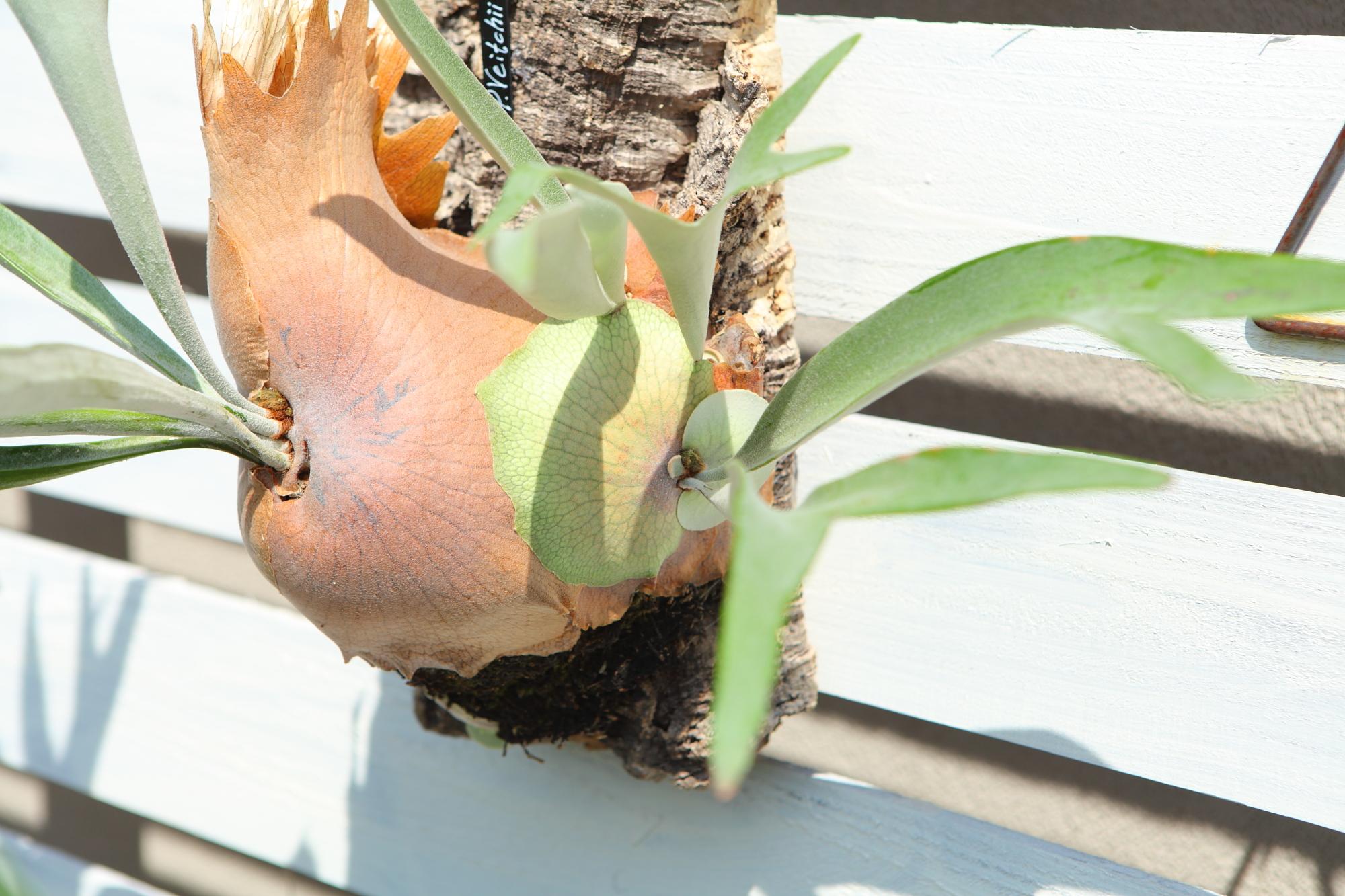 特大【P. Veitchii 】ビカクシダ ビーチー  ベイチー　コルク付　No.A110 | 4枚目