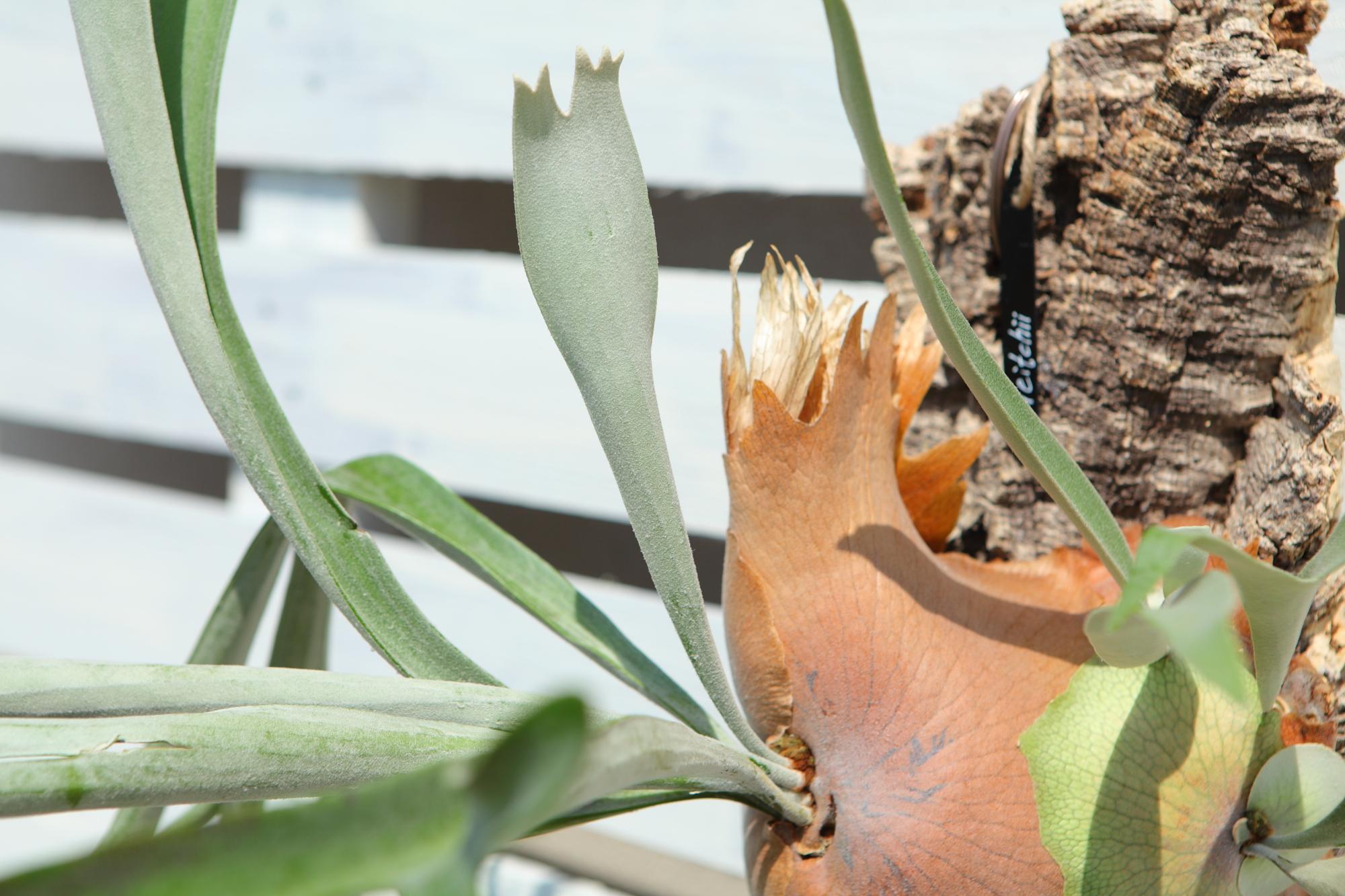 特大【P. Veitchii 】ビカクシダ ビーチー  ベイチー　コルク付　No.A110 | 5枚目