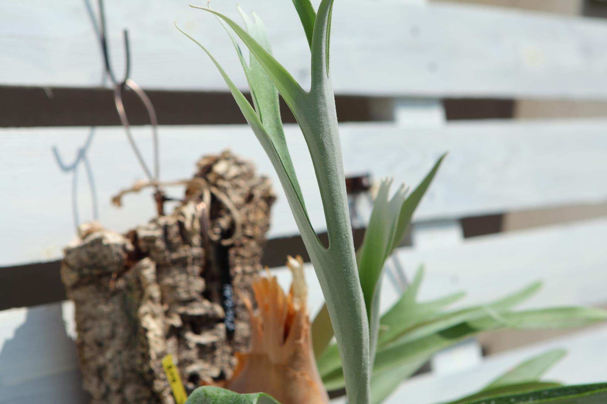 特大【P. Veitchii 】ビカクシダ ビーチー  ベイチー　コルク付　No.A110 | 6枚目