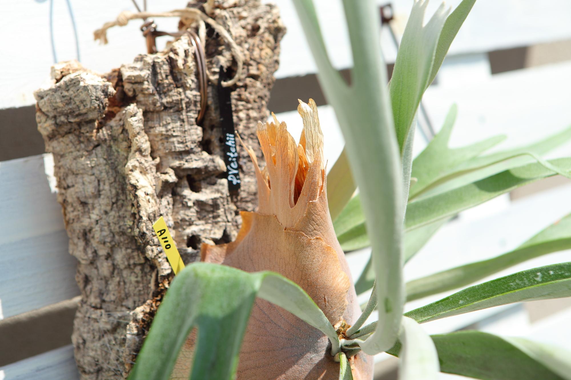 特大【P. Veitchii 】ビカクシダ ビーチー  ベイチー　コルク付　No.A110 | 7枚目