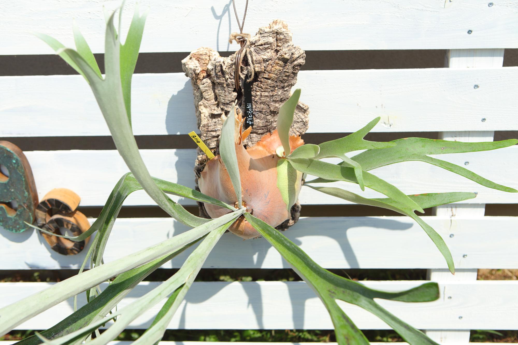 特大【P. Veitchii 】ビカクシダ ビーチー  ベイチー　コルク付　No.A110 | 8枚目