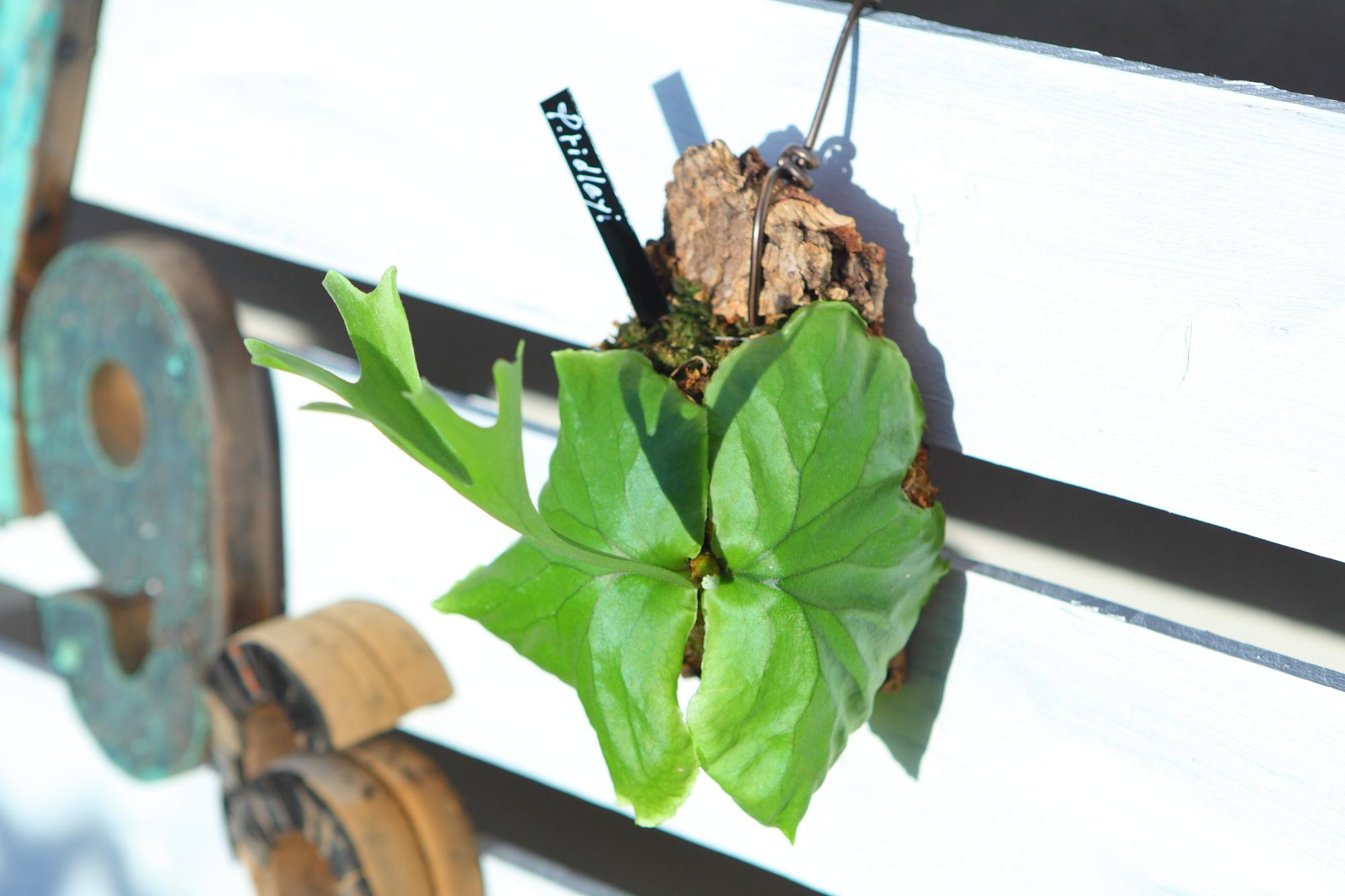 【P.ridleyi 】ビカクシダ　コウモリラン　リドレイ　F101