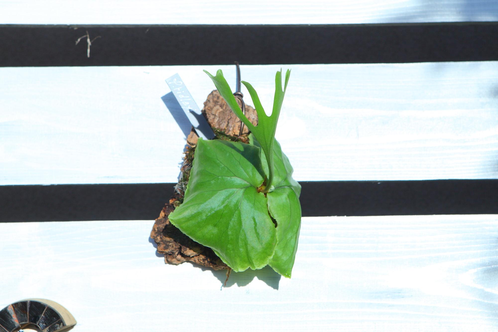 【P.ridleyi 】ビカクシダ　コウモリラン　リドレイ　F101 | 2枚目