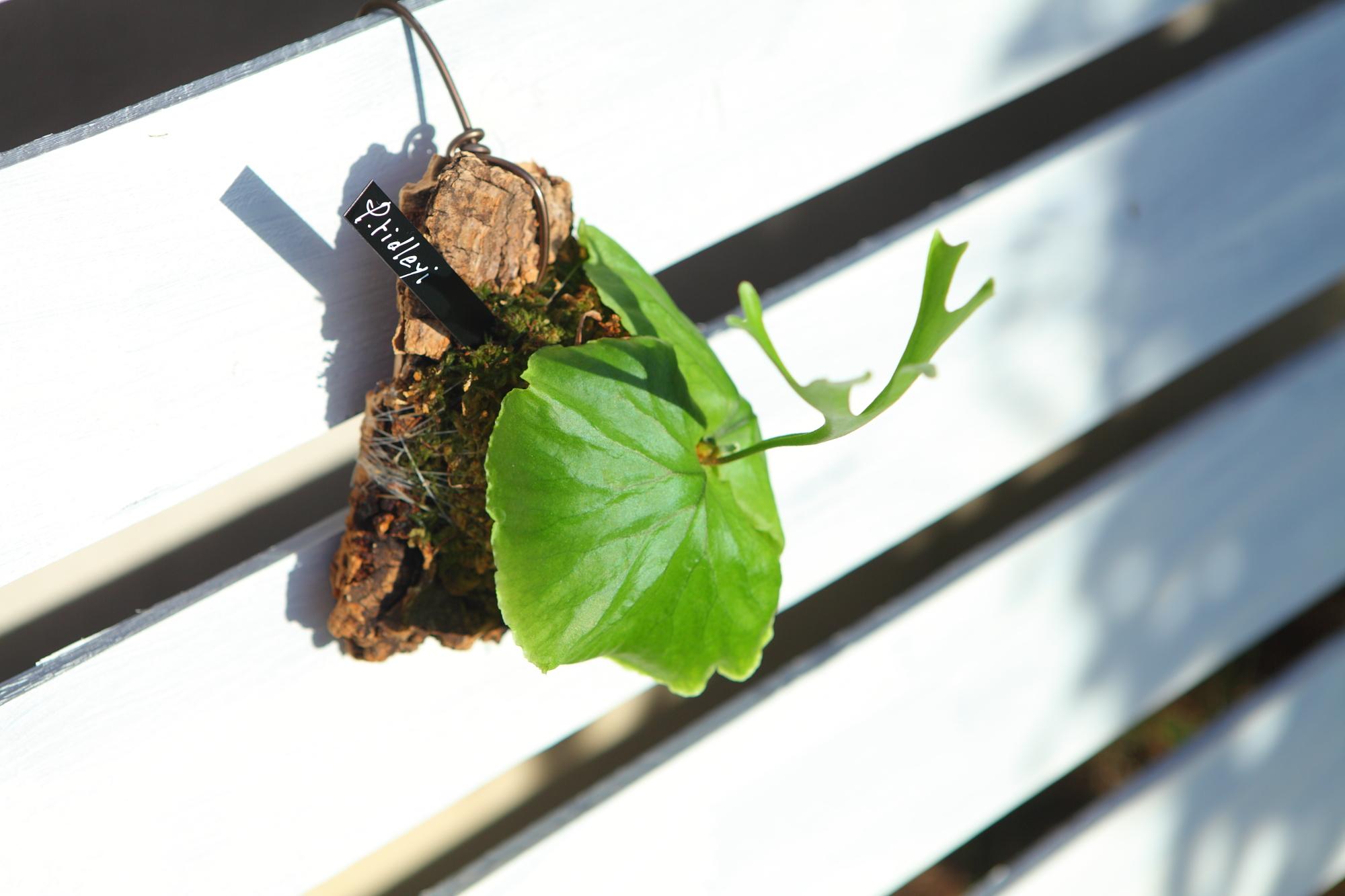 【P.ridleyi 】ビカクシダ　コウモリラン　リドレイ　F101 | 3枚目