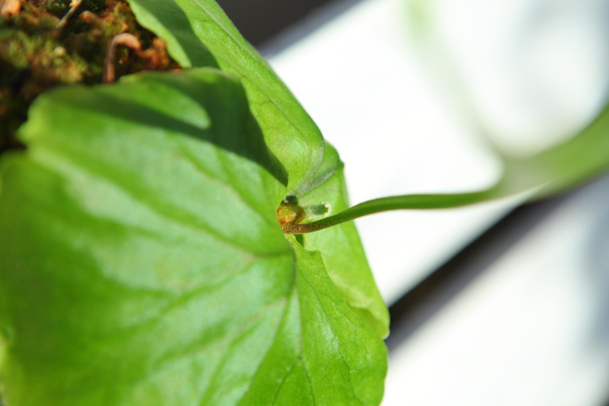 【P.ridleyi 】ビカクシダ　コウモリラン　リドレイ　F101 | 4枚目