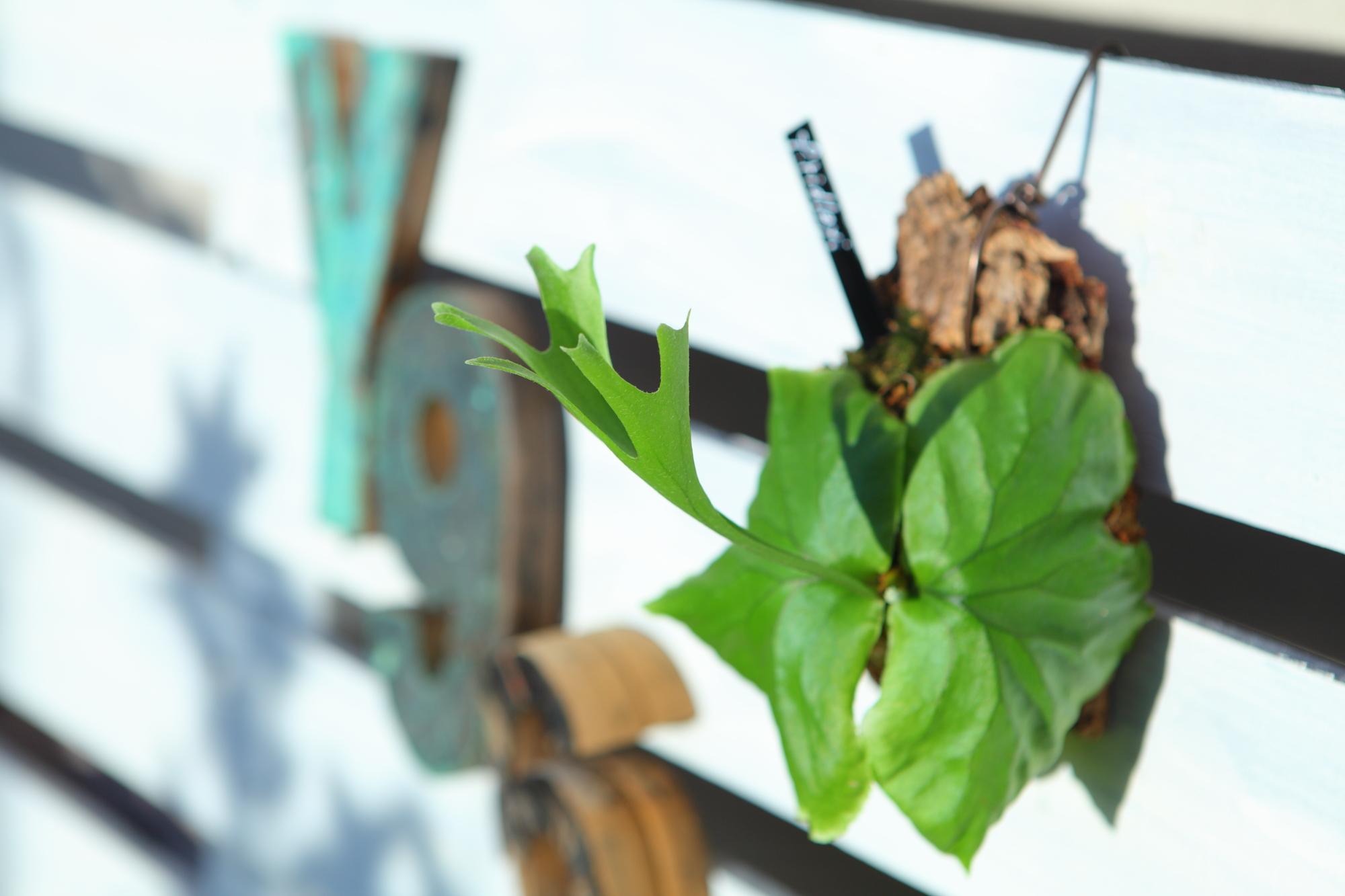 【P.ridleyi 】ビカクシダ　コウモリラン　リドレイ　F101 | 5枚目