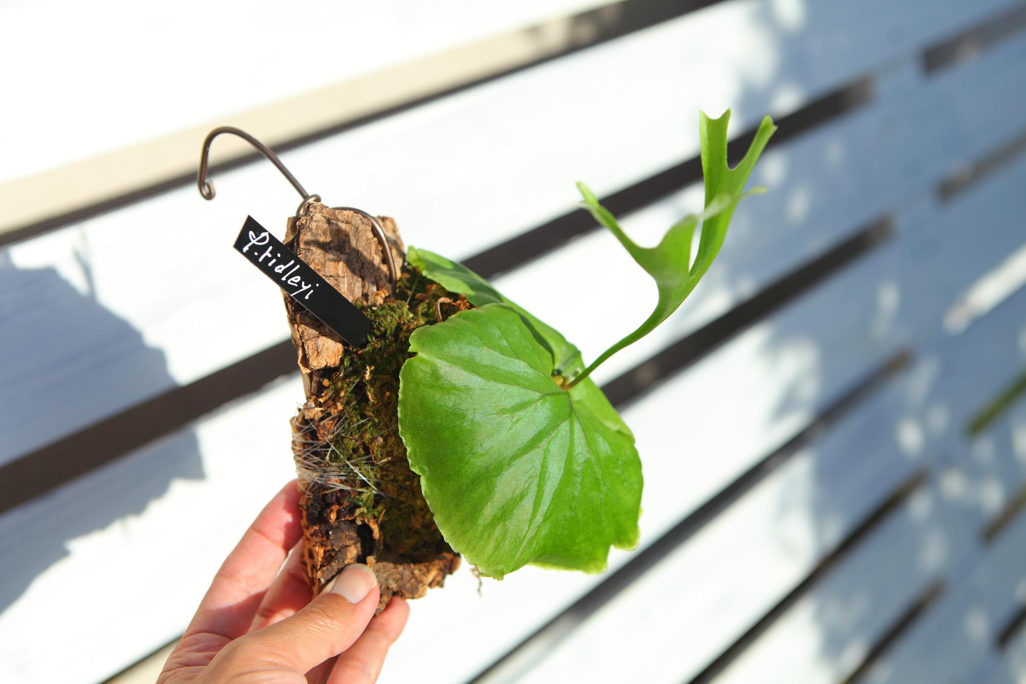 【P.ridleyi 】ビカクシダ　コウモリラン　リドレイ　F101 | 6枚目